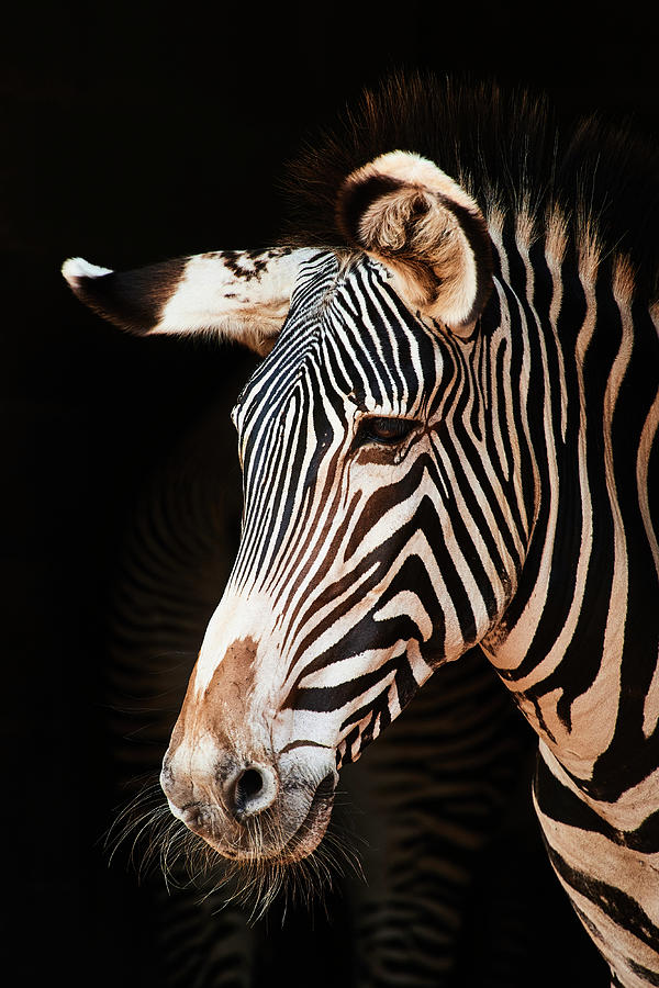 Close-up Of Zebra Against Black Background Photograph by Cavan Images ...