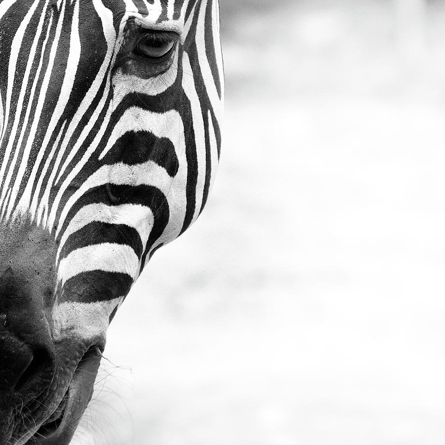 Close-up Of  Zebra, Captive Photograph by By Toonman