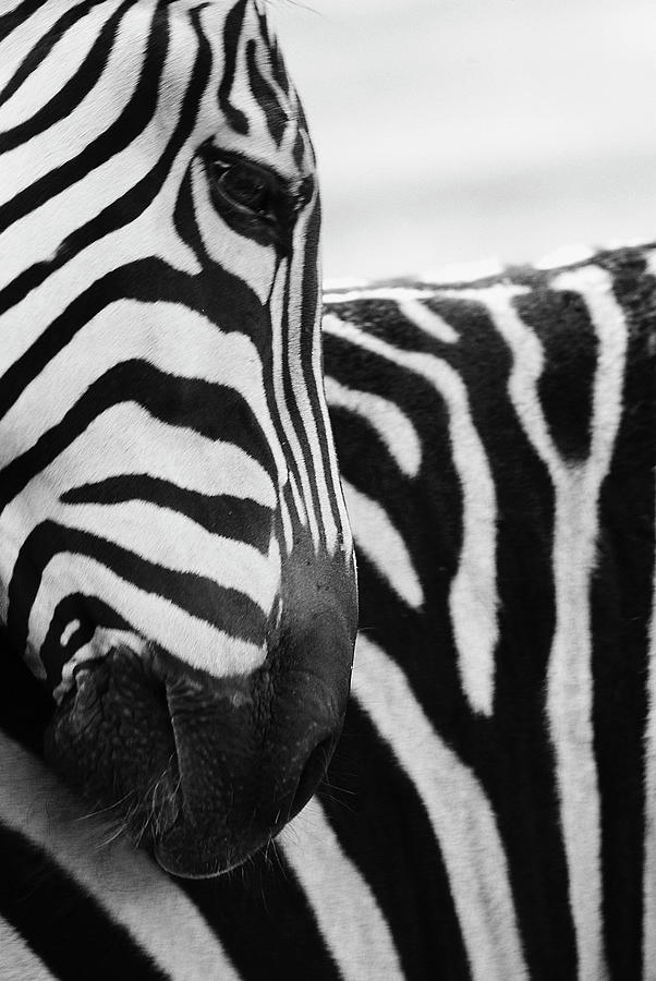 Close-up Of Zebra Face And Shoulder Photograph by George Jones