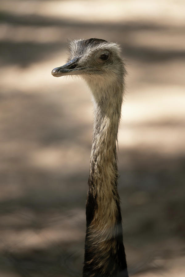 Close Up On A Long Neck Of A Rhea Face In A Zoo Photograph by Cavan ...