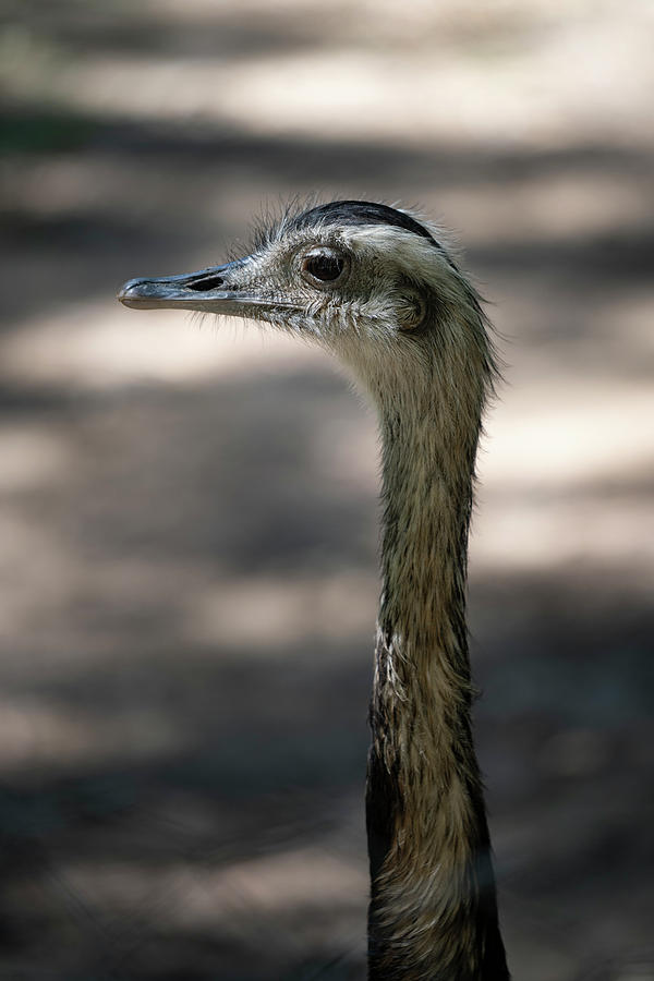 Close Up On A Rhea Face In A Zoo, Long Neck Photograph by Cavan Images ...