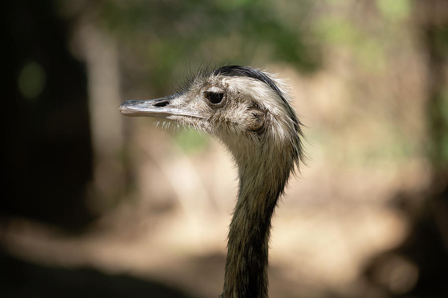 Close Up On A Rhea Face In The Forest Shadow, Large Ratites Photograph ...