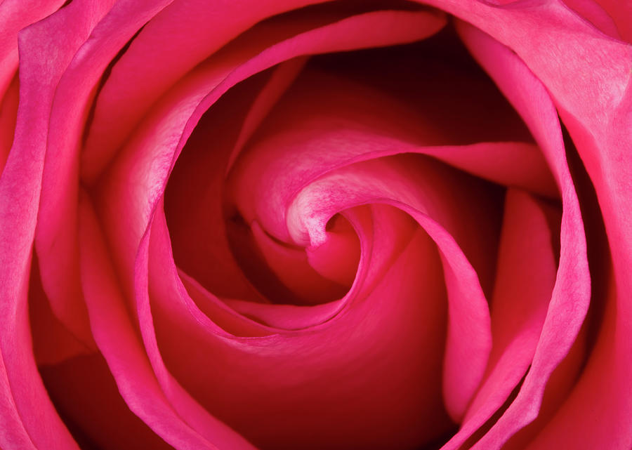 Close Up On A Rose Flower Photograph by Kubrak78