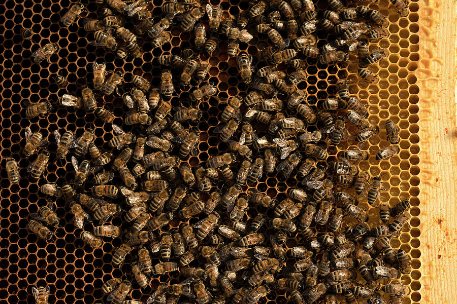 Nature Photograph - Close Up On Swarm Honey Bee On Golden Comb Beehive by Cavan Images