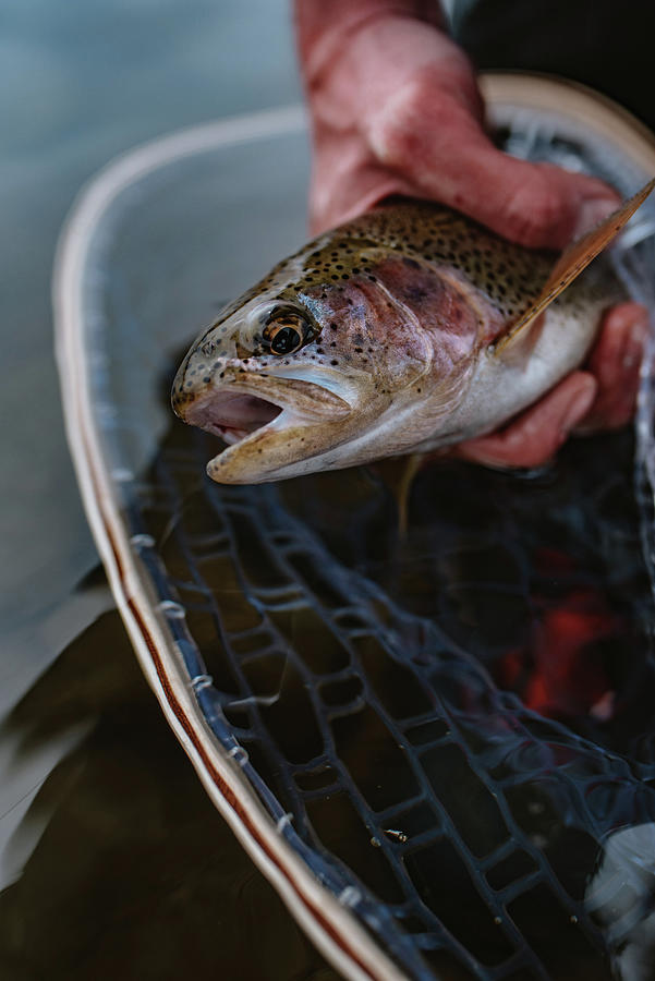 Close Up Photo Of A Rainbow Trout Before Being Released Photograph By ...