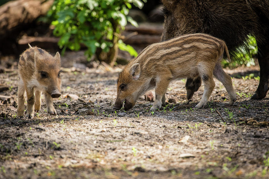 Close-up Piglet, Piglet And Sow Eating, Wild Boar, Wild Boar Baby ...