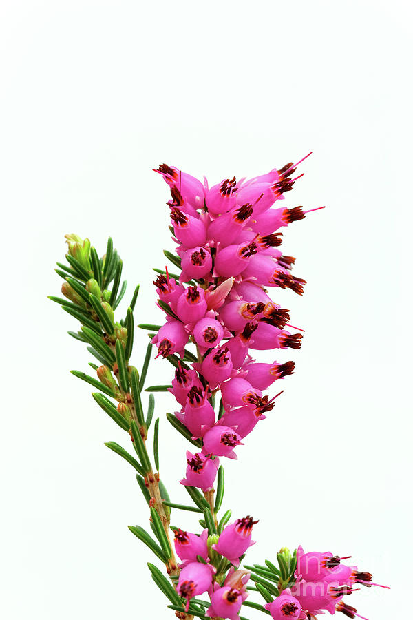 pink flowers Furzey heather #1 Photograph by Robert C Paulson Jr