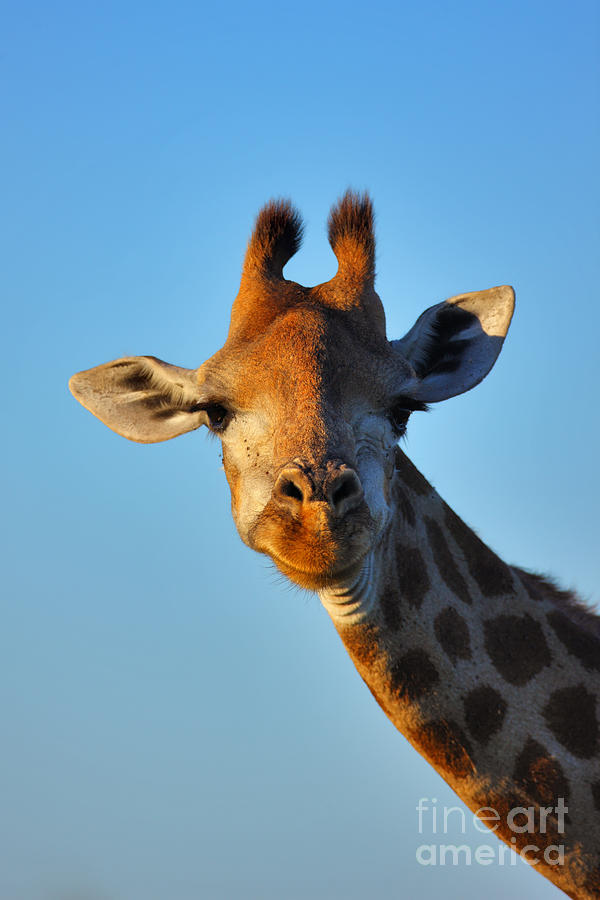 Close Up Portrait Of A Giraffe Giraffa Photograph By Johan Swanepoel
