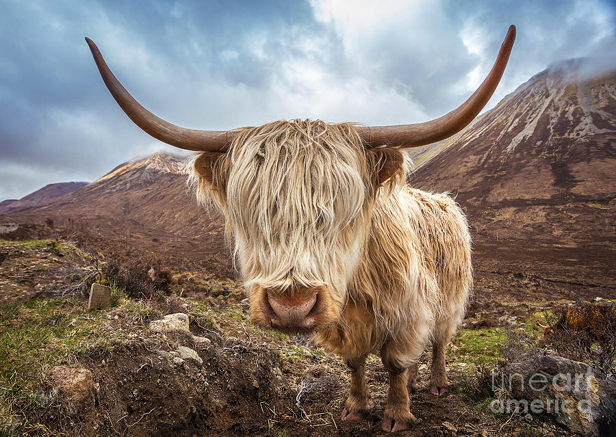 Highlands Photograph - Close Up Portrait Of A Highland Cattle by Zgphotography