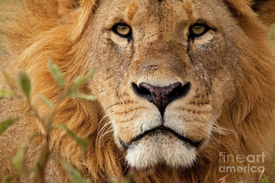 Close-up Portrait Of A Majestic Lions Photograph by Wldavies