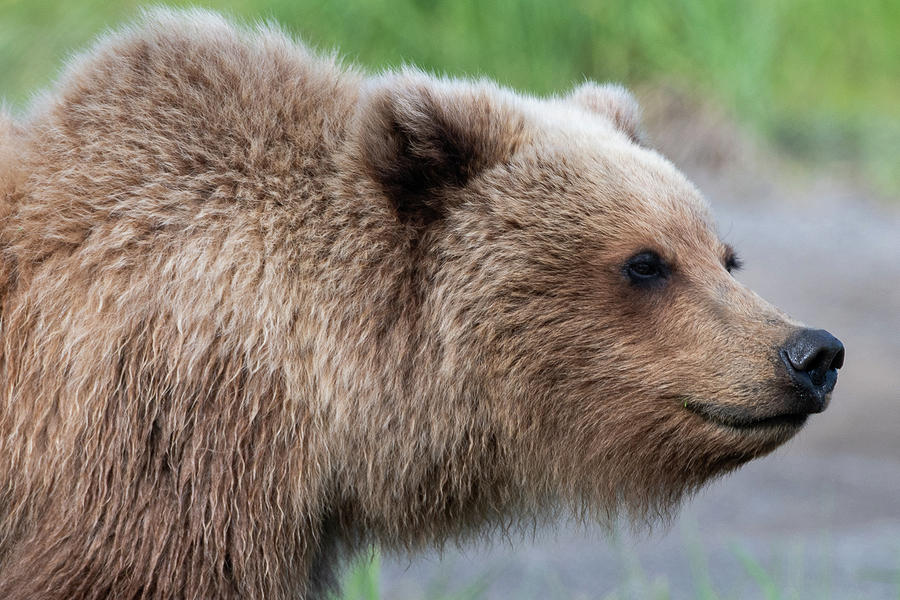 Close up portrait of Alaskan Brown Bear Photograph by Mark Hunter