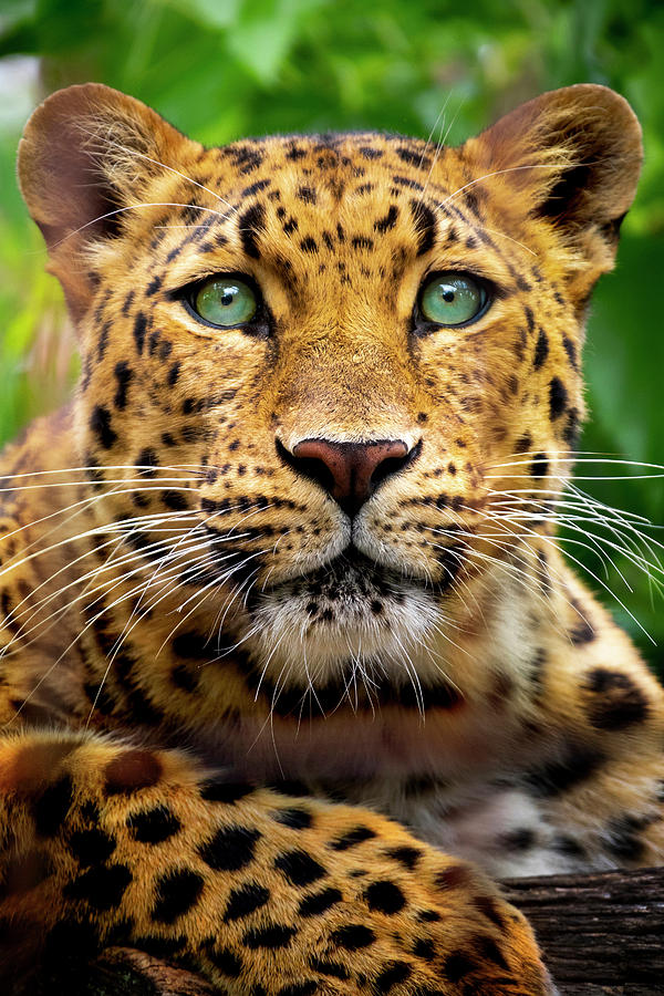 Close Up Portrait of endangered Amur Leopard with incredible green eyes.  Photograph by Ricardo Reitmeyer - Pixels