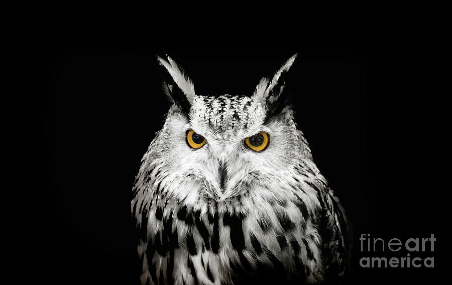 Close-up Portrait Of Horned Owl Photograph by Yanukit Raiva / Eyeem Close-up Portrait Of Horned Owl Photograph by Yanukit Raiva / Eyeem
