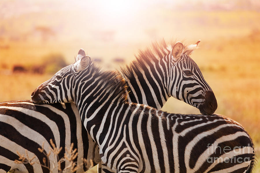 Foal Photograph - Close-up Portrait Of Mother Zebra by Sergey Novikov Foal Photograph - Close-up Portrait Of Mother Zebra by Sergey Novikov