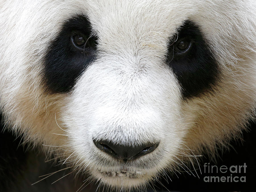 Close-up Portrait Of Panda Photograph by Wong Fok Loy / Eyeem