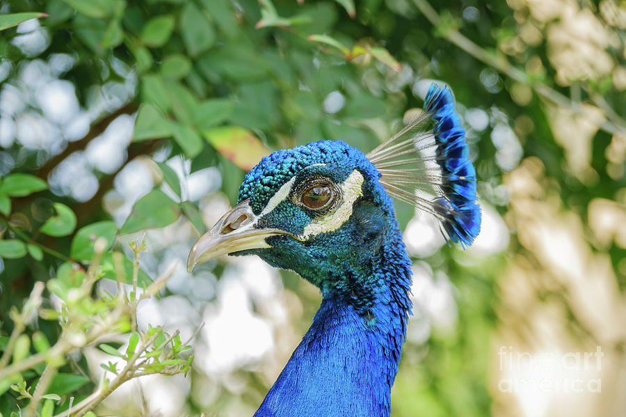 Close Up Shot Of A Peacock Head Photograph By Chon Kit Leong - Pixels