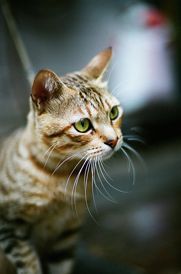 Close Up Shot Of Cat Photograph by By Noircorner (jacqueline Kwok)
