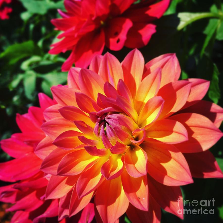 Dahlia Flower Close-Up Shot Photograph by Dejan Jovanovic