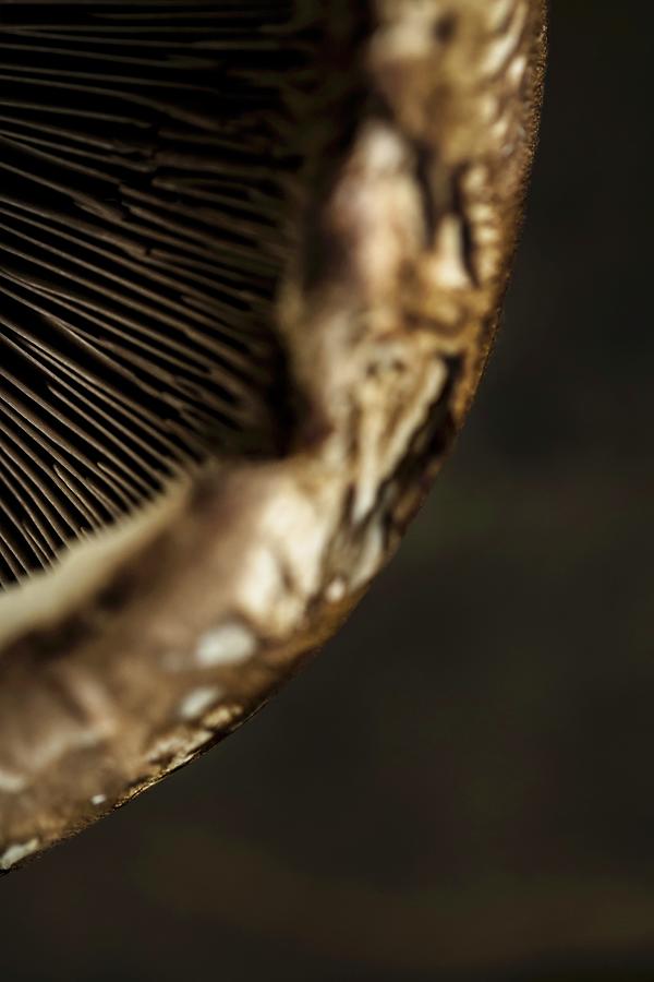 Close Up Shot Of Mushroom Gills Photograph by Sarah Coghill