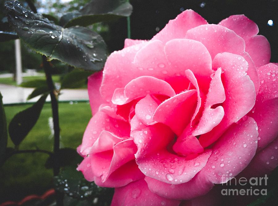 Rain Drops On Pink Rose  Photograph by Dejan Jovanovic