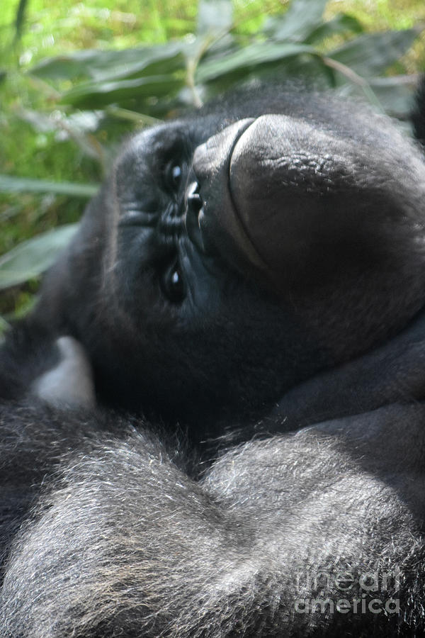 silverback gorilla angry