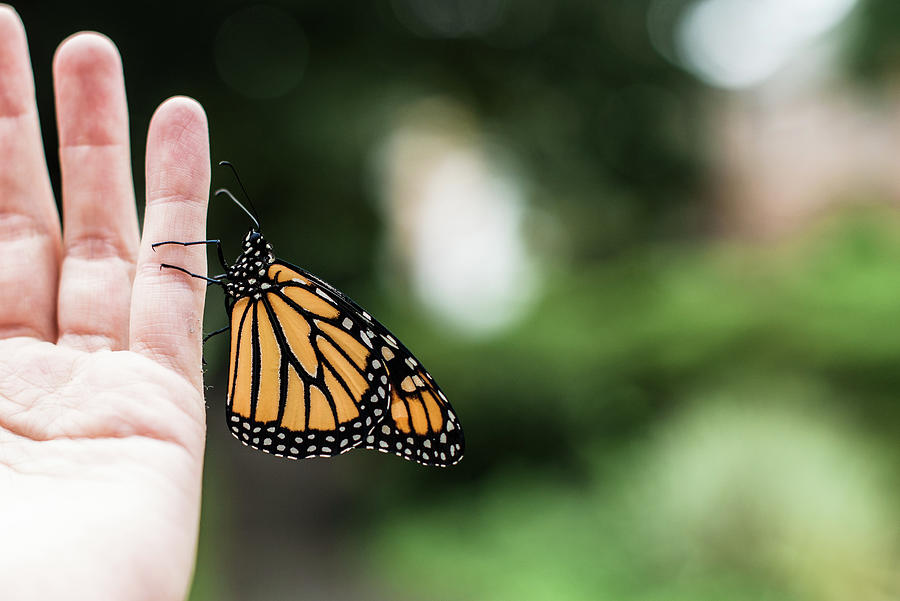Butterfly Photograph - Close Up Side Shot Of Monarch Butterfly Resting On A Hand by Cavan Images