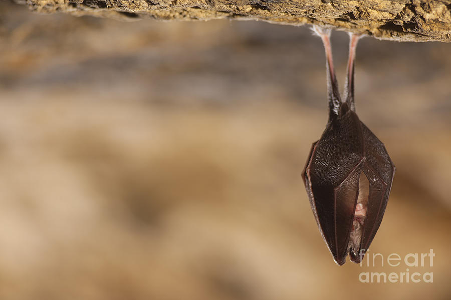 Close Up Small Sleeping Horseshoe Bat Photograph by Martin Janca image