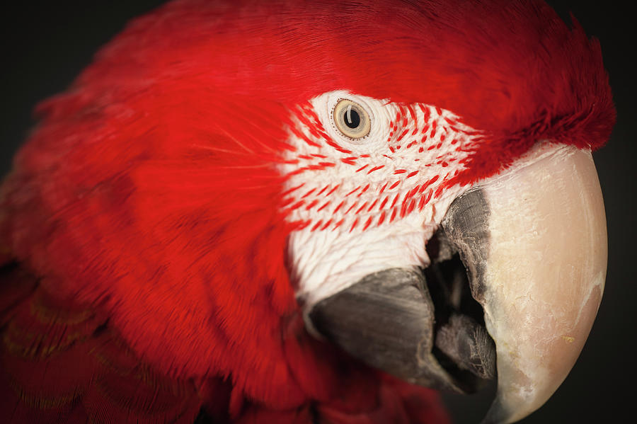 Close-up Photograph - Close Up Studio Shot Of A Scarlet Macaw by Tim Platt
