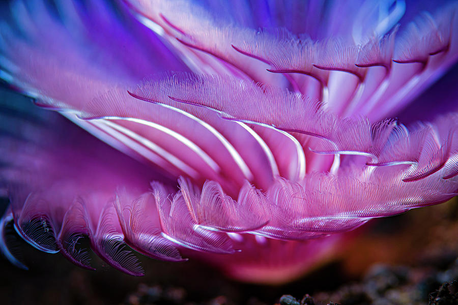 Close-up Texture Shot Of A Tube Worm Photograph by Bruce Shafer