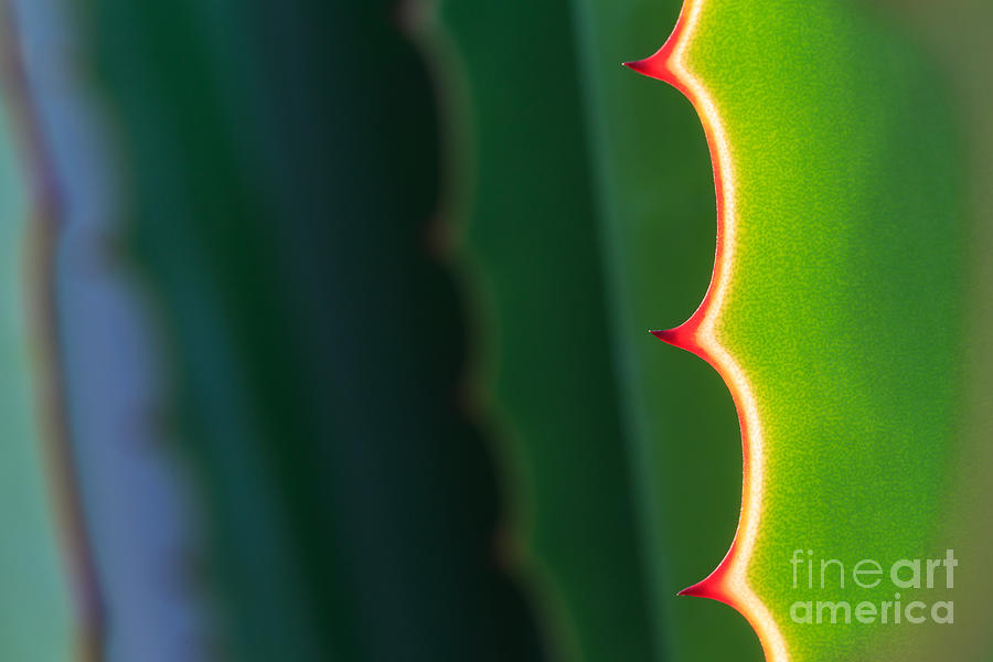 Gardens Photograph - Close Up Thorn Of Agave Plant In The by Piyawat Nandeenopparit Gardens Photograph - Close Up Thorn Of Agave Plant In The by Piyawat Nandeenopparit