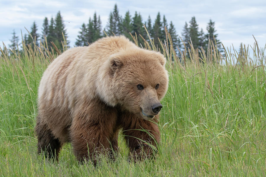 Close up view of a Female Alaska Brown Bear Photograph by Mark Hunter