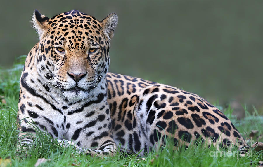 Big Photograph - Close-up View Of A Jaguar Panthera Onca by Henner Damke Big Photograph - Close-up View Of A Jaguar Panthera Onca by Henner Damke