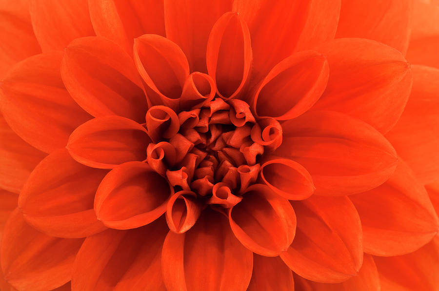 Close Up View Of An Orange Dahlia Photograph by Mike Hill