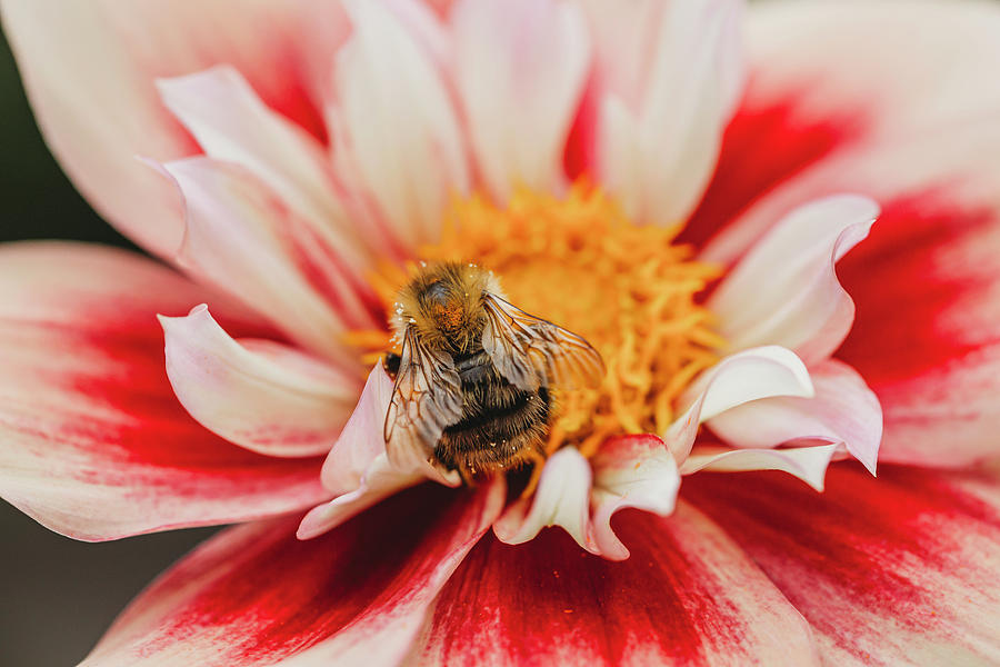 Closeup View Of Bee On Pink, White And Yellow Dahlia