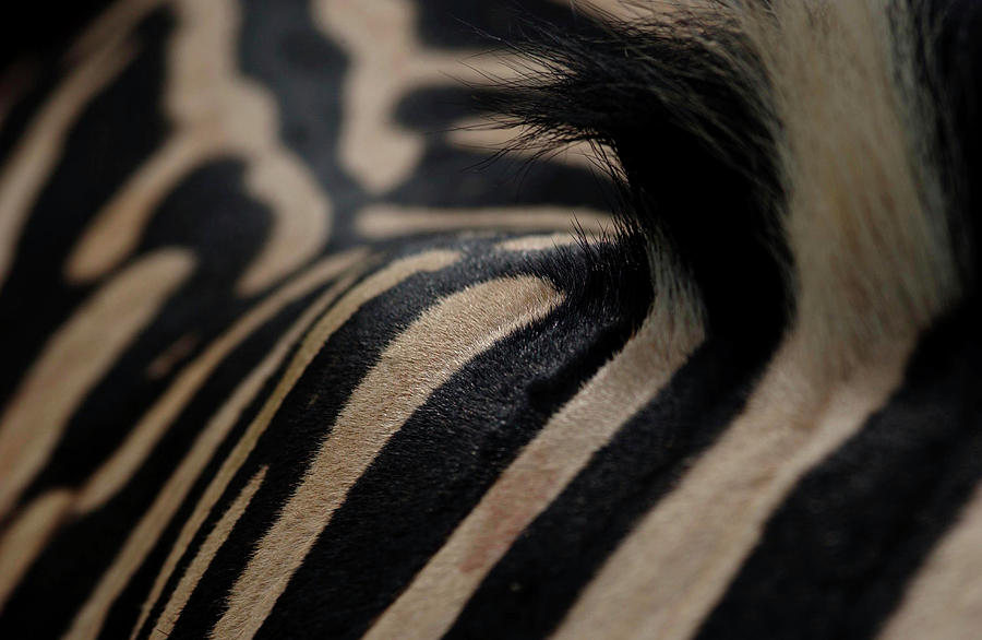 Close-up View Of Zebra Skin Photograph by Ryan Green Close-up View Of Zebra Skin Photograph by Ryan Green