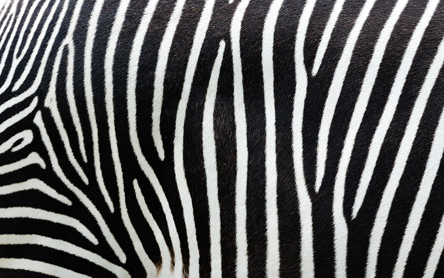 Close-up View Of Zebra Stripes Photograph by Freder