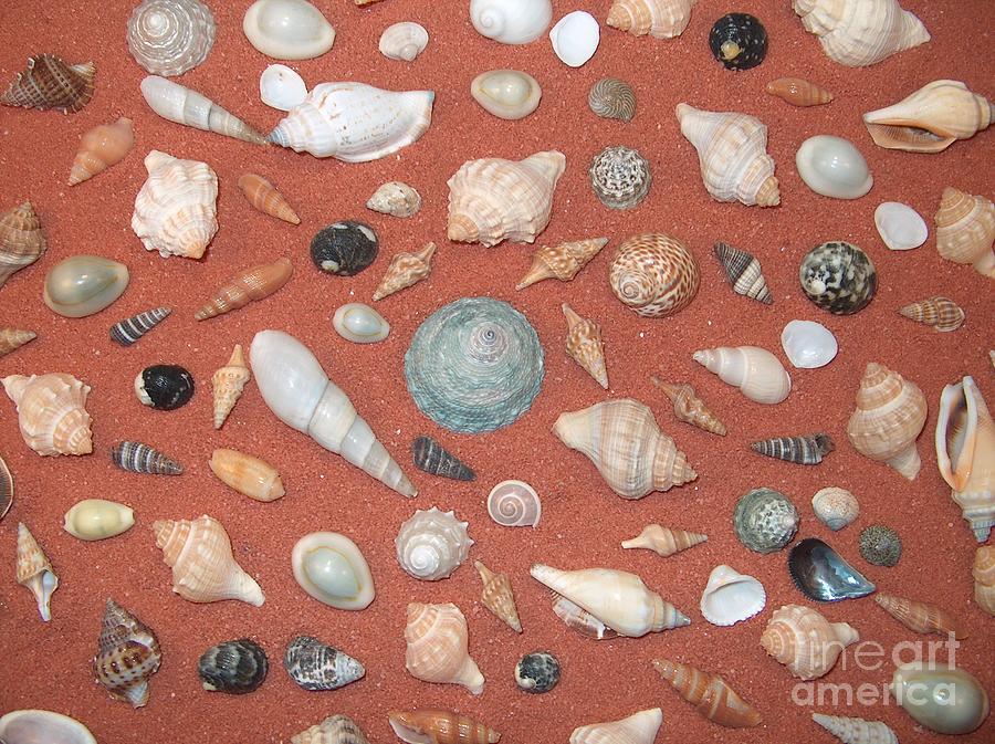 Tiny sea shells hi-res stock photography and images - Alamy