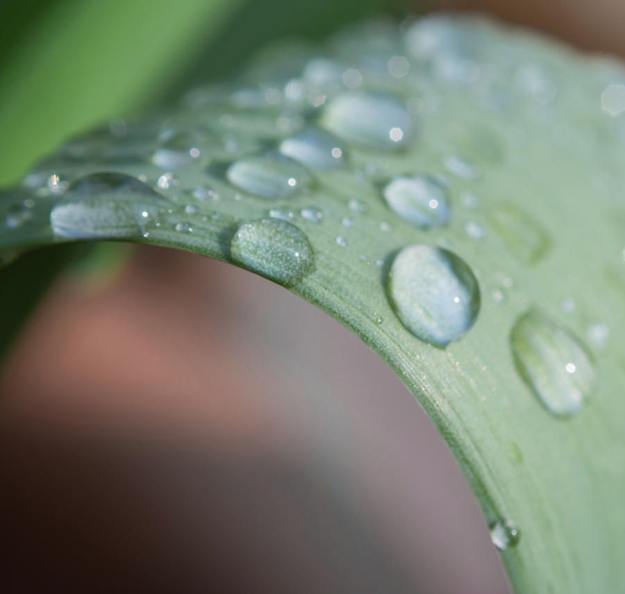 Close up water drops on a plant Photograph by Scott Lyons