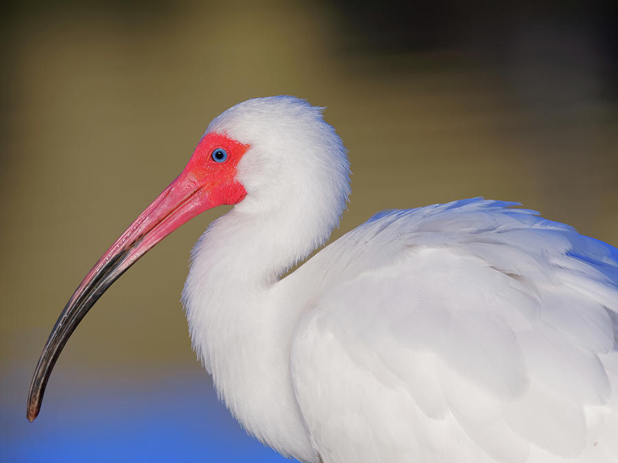 Close-up White Ibis Photograph