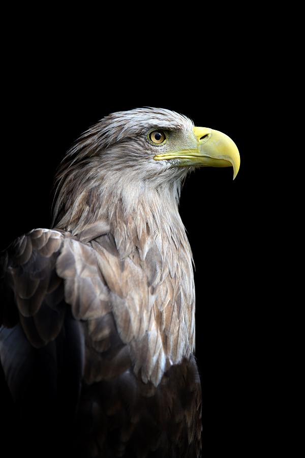 Animal Photograph - Close Up White-tailed Eagle Portrait by Volodymyr Burdiak