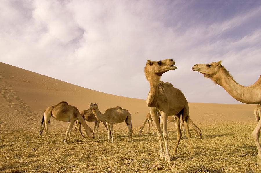 Close-up Wide-angle Shot Of  Camel On A Photograph by Lingbeek
