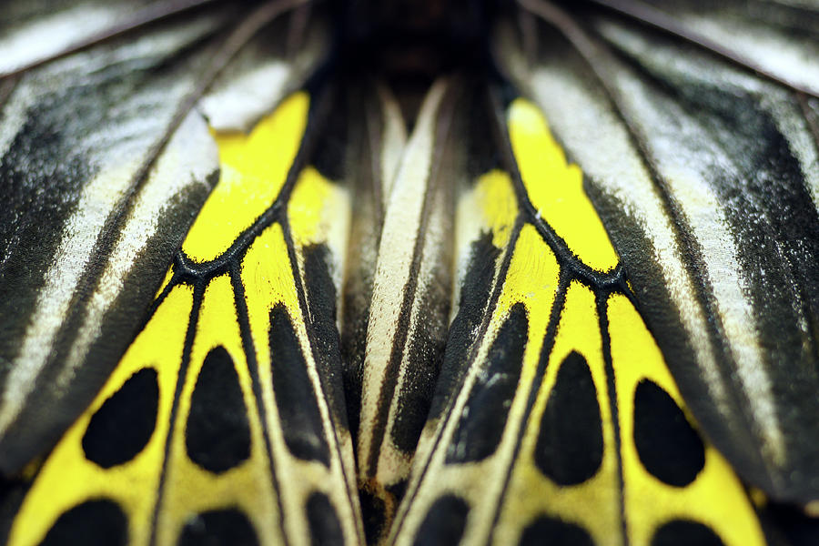 Close-up Wing Of Butterfly Photograph by Dangdumrong
