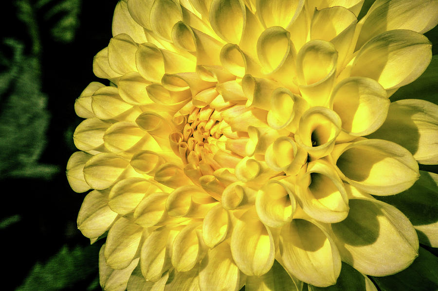 Close Up Yellow Dahlia Photograph by Garry Gay