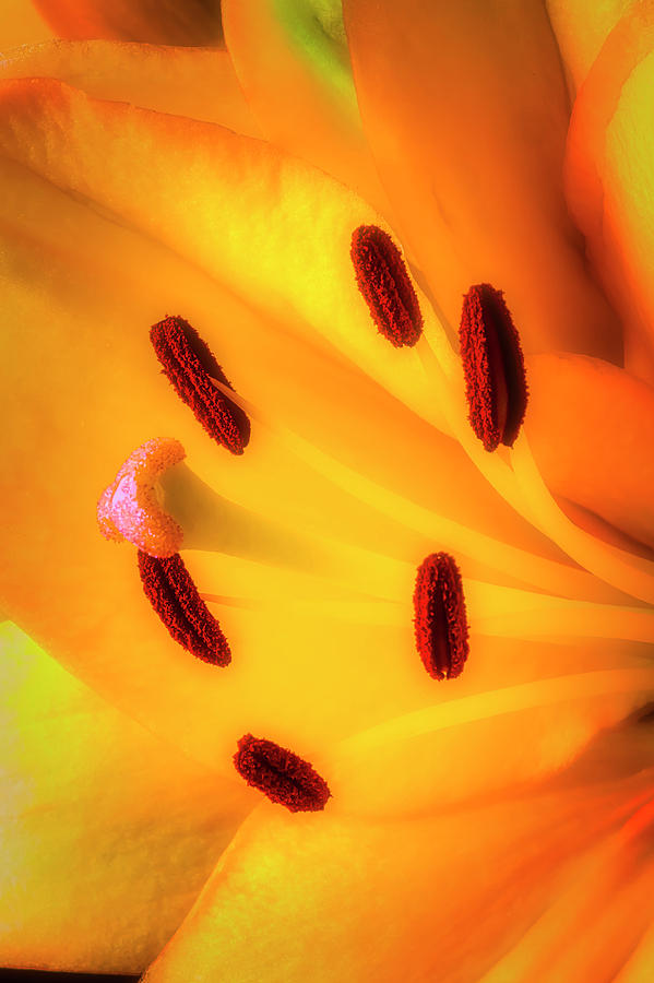Close Up Yellow liger lily Photograph by Garry Gay
