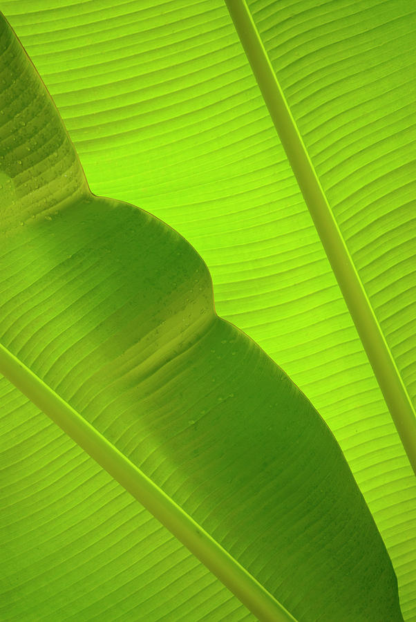 Close Ups Of Green Plant Forms Photograph by Mel Curtis