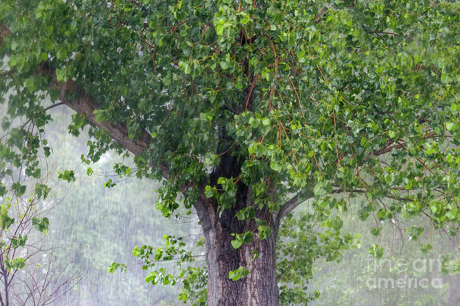 old Black Cottonwood tree in rainstorm Photograph