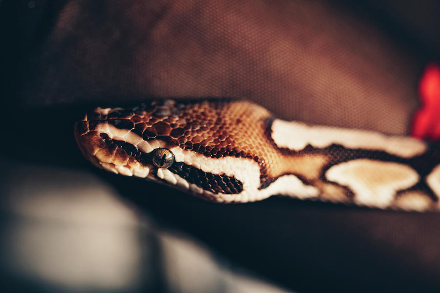 Close View Of Head Of Python With Vertical Pupil. Alternative Pet ...