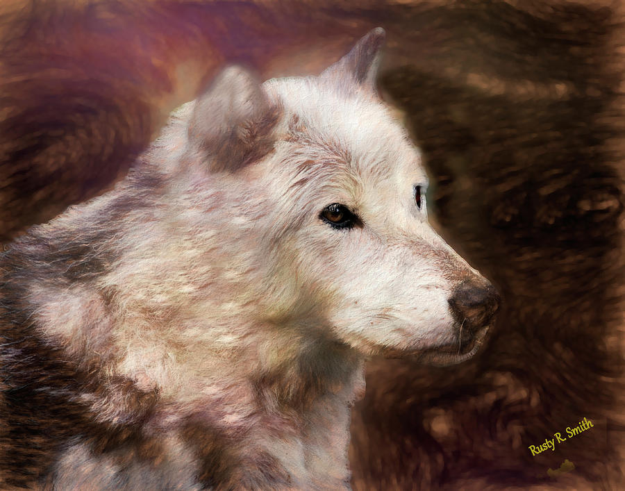 Close view of intense stare of a timber wolf. by Rusty R Smith Close view of intense stare of a timber wolf. by Rusty R Smith