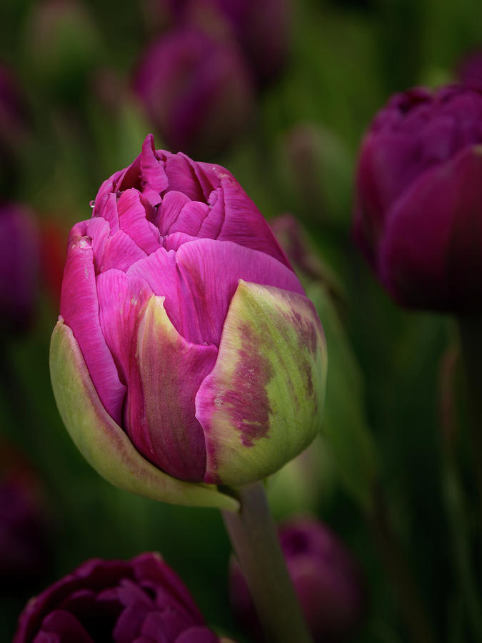 Closed Pink Tulip Photograph by Jean Noren