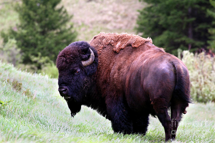 Angry Bull Bison With Evil Red Eye Photograph by Robert C Paulson Jr